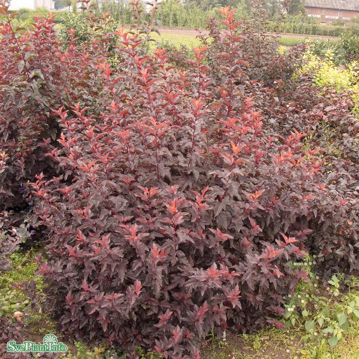 Physocarpus opulifolius 'Little Angel' 80-100cm C10
