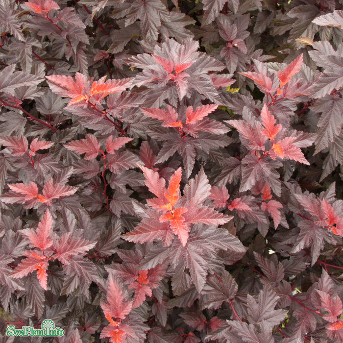 Physocarpus opulifolius 'Little Angel' C4,6