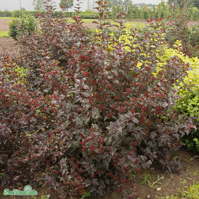 Physocarpus opulifolius 'Little Devil' Busk 40-50cm C4,5