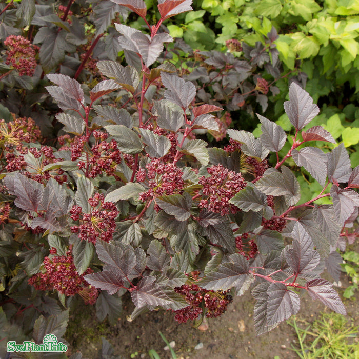 Physocarpus opulifolius 'Little Devil' A Kval C5