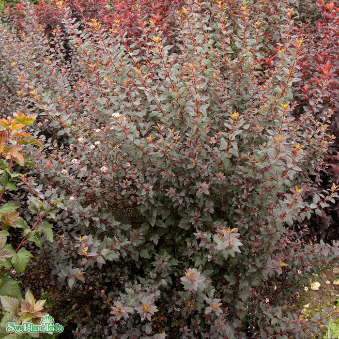 Physocarpus opulifolius 'Little Joker' Busk C5