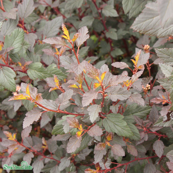 Physocarpus opulifolius 'Little Joker' Busk C5