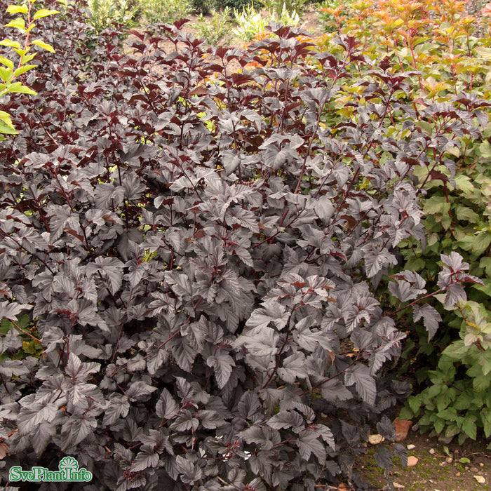 Physocarpus opulifolius 'Midnight' Busk C5
