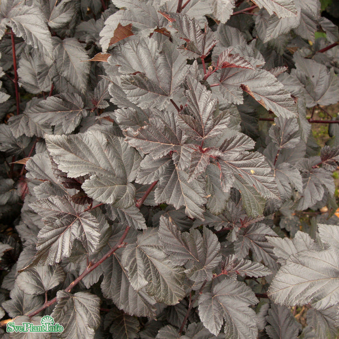 Physocarpus opulifolius 'Midnight' Busk C4,6