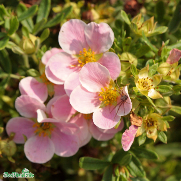 Dasiphora (Fruticosa) 'Princess' Busk C3,4