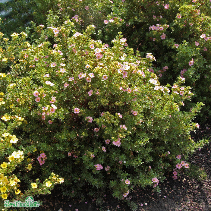 Dasiphora (Fruticosa) 'Princess' Busk C3,4