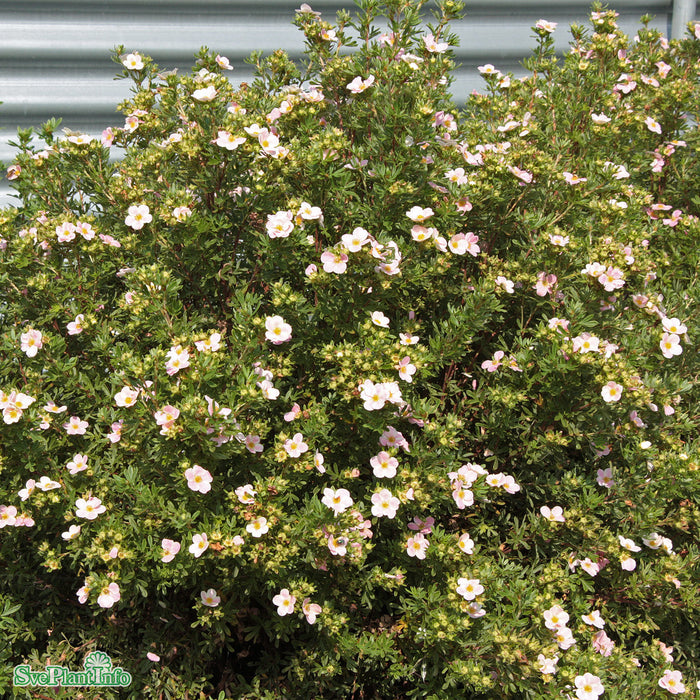 Potentilla fruticosa 'Lovely Pink' Busk C4,5