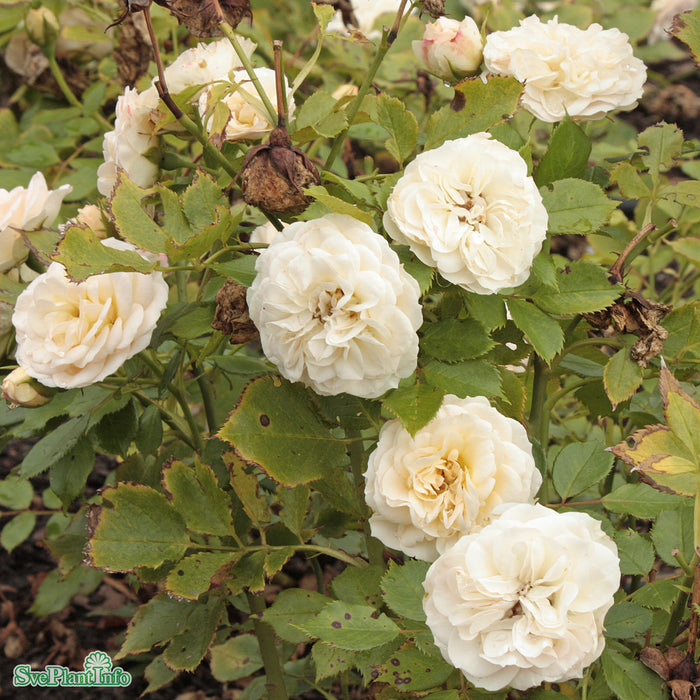 Rosa 'Pastella' A-kval