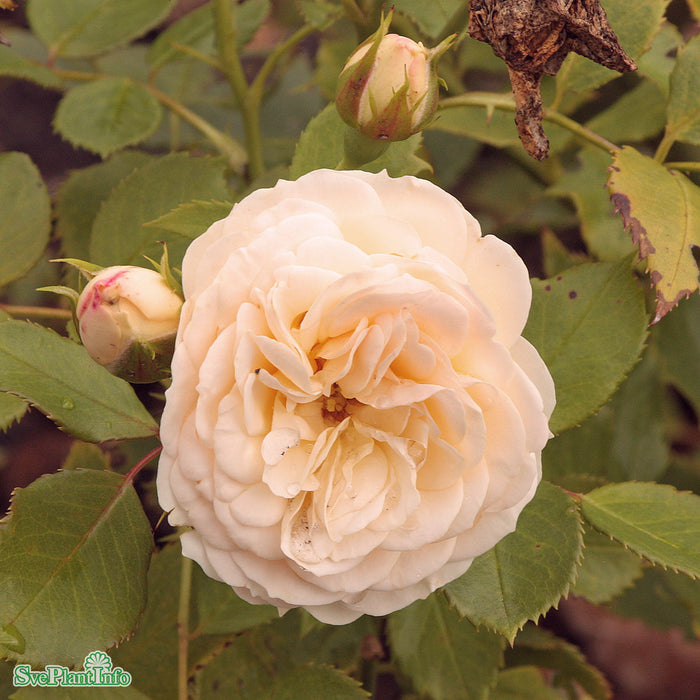 Rosa 'Pastella' A-kval