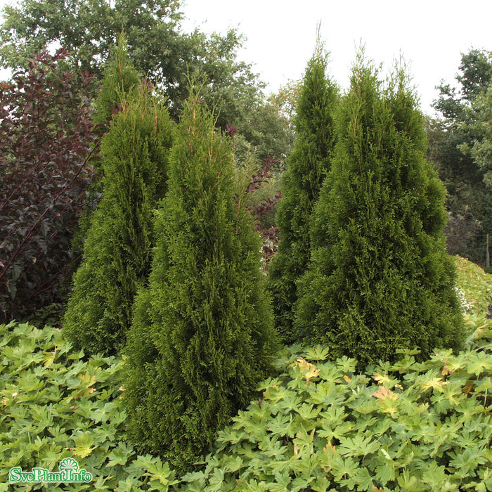 Thuja occidentalis 'Smaragd' Kl 180-200cm