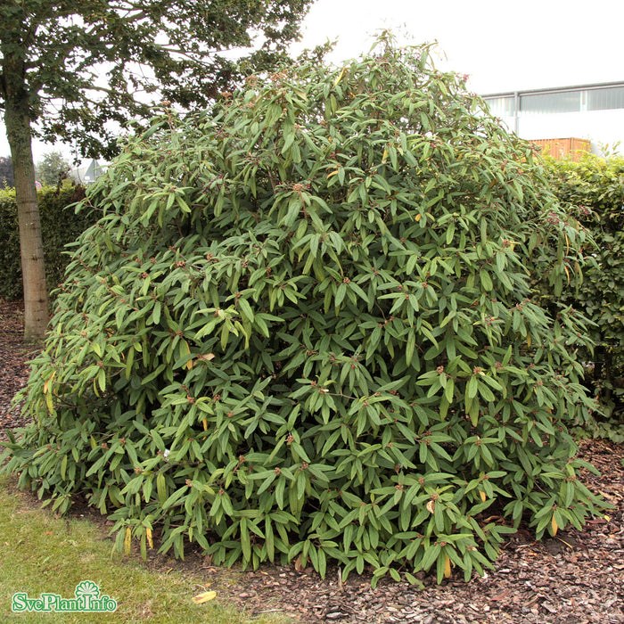 Viburnum rhytidophyllum Solitär C20 100-125cm