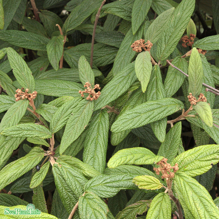 Viburnum rhytidophyllum Solitär C20 100-125cm