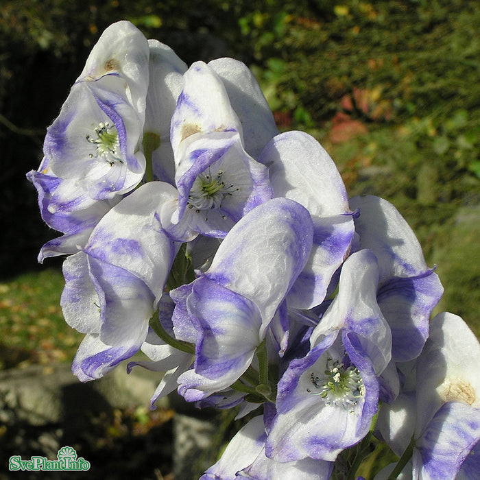 Aconitum carmichaelii 'Cloudy' A-kval