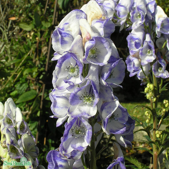 Aconitum carmichaelii 'Cloudy' A-kval