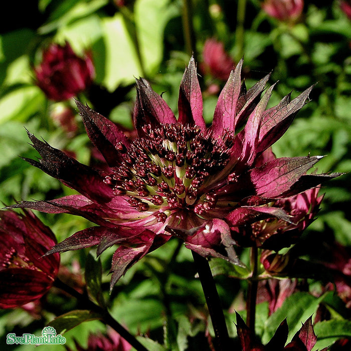 Astrantia major 'Claret' A-kval