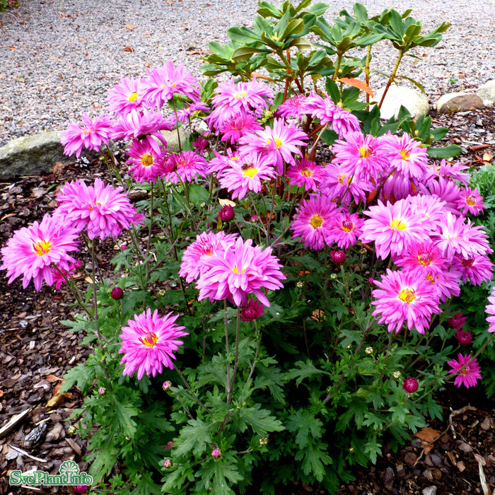 Chrysanthemum zawadskii 'Lady Clara' A-kval