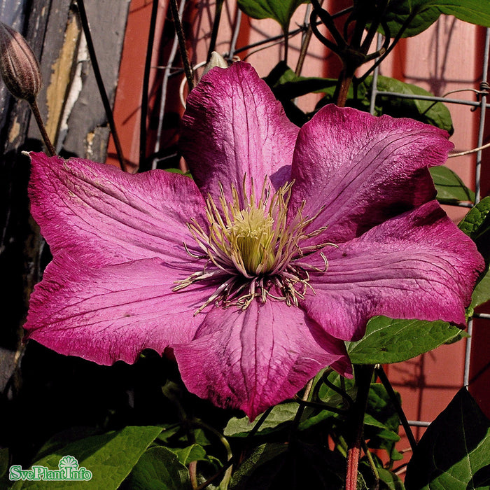 Clematis 'Ville de Lyon' C2