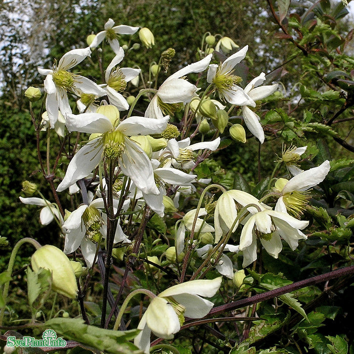 Clematis (Tan.) 'Anita' A-kval C2