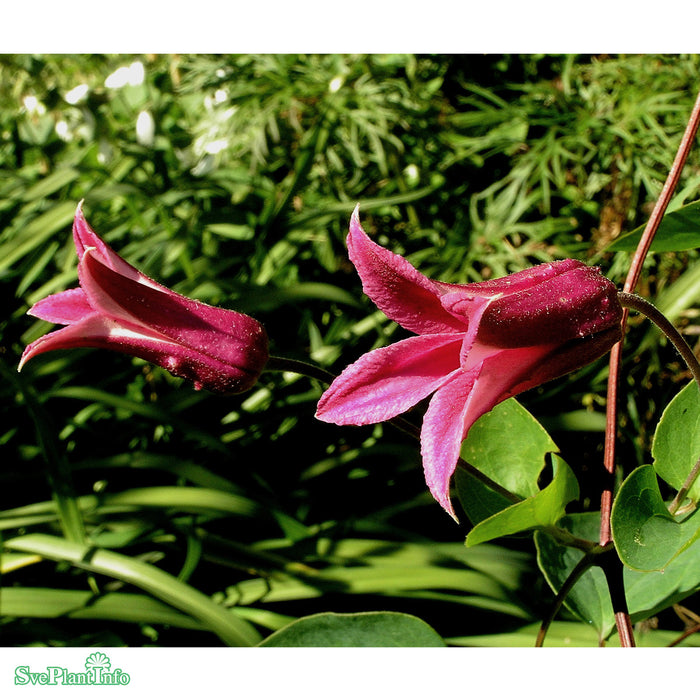 Clematis (Tex.) 'Princess Diana' A-kval C2