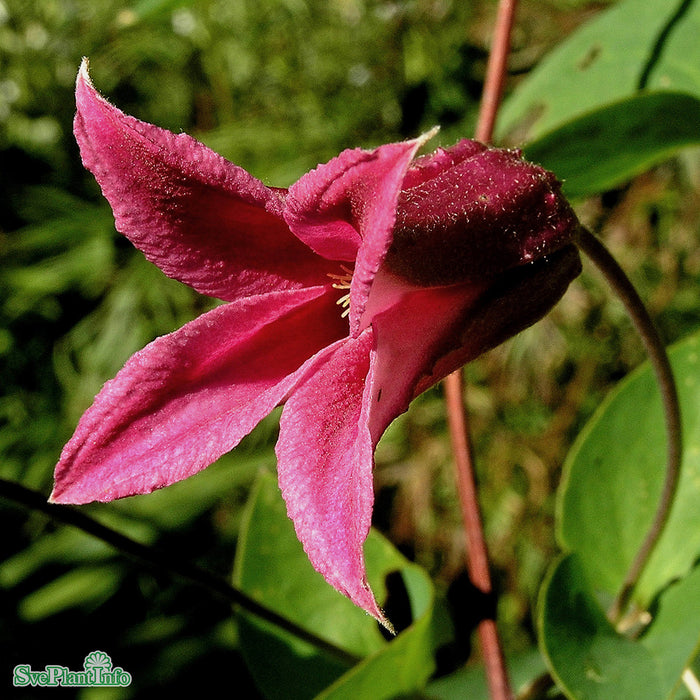 Clematis (Tex.) 'Princess Diana' A-kval C2