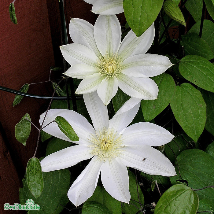 Clematis 'Madame le Coultre' A-kval C2