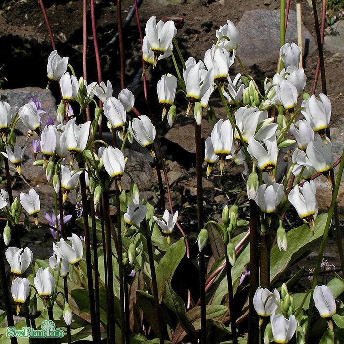 Dodecatheon meadia 'Album' A-kval