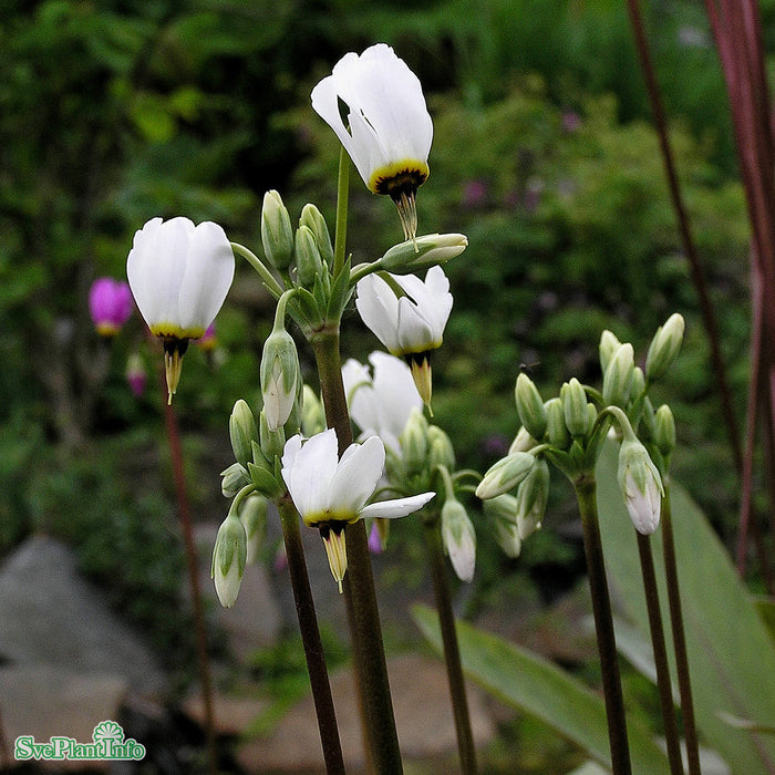 Dodecatheon meadia 'Album' A-kval