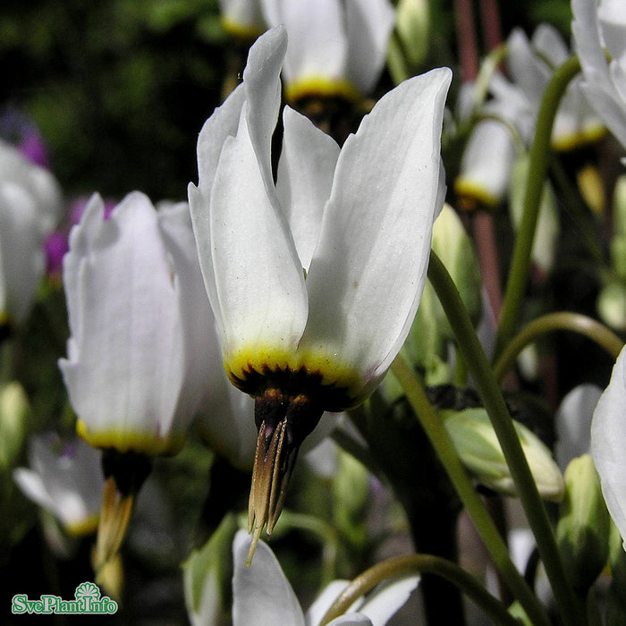 Dodecatheon meadia 'Album' A-kval
