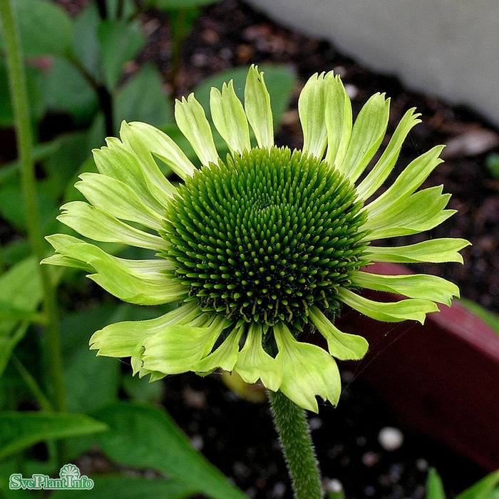 Echinacea 'Green Jewel' A-kval