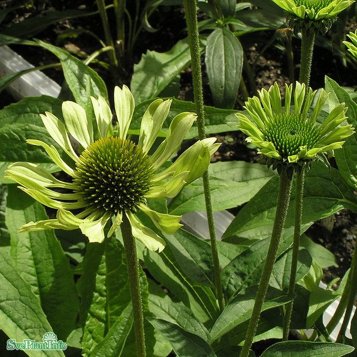 Echinacea 'Green Jewel' A-kval