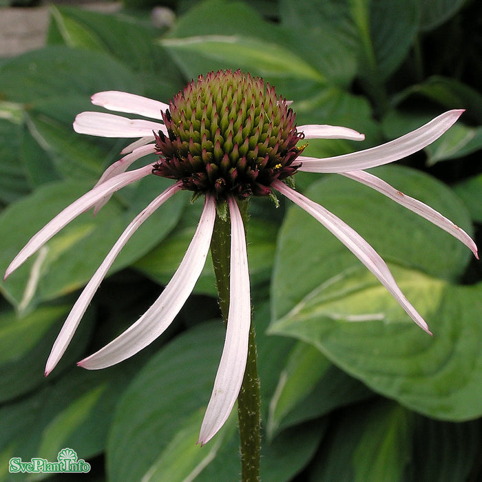 Echinacea pallida 'Hula Dancer A-kval
