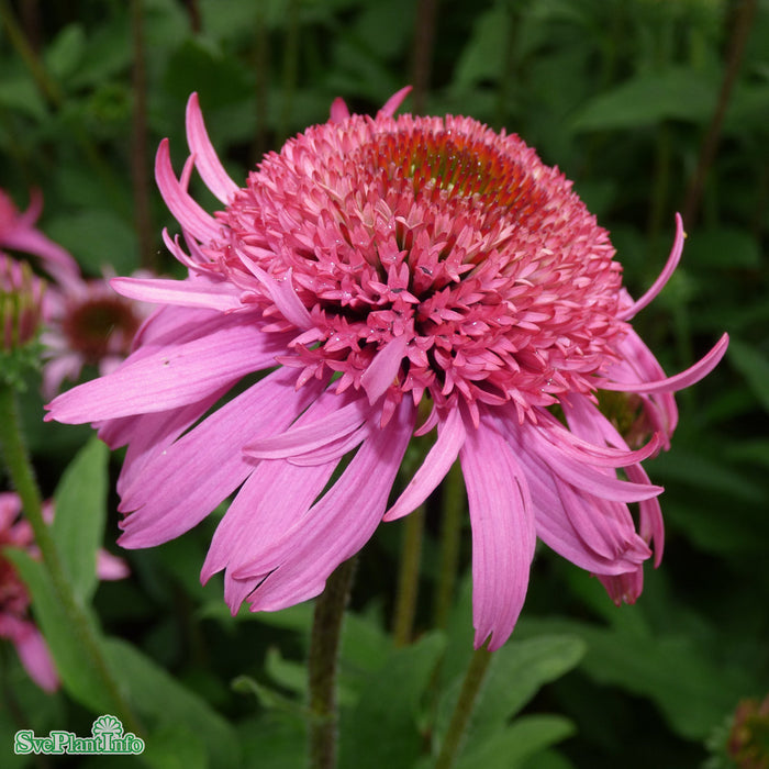 Echinacea purpurea 'Pink Double Delight' A-kval