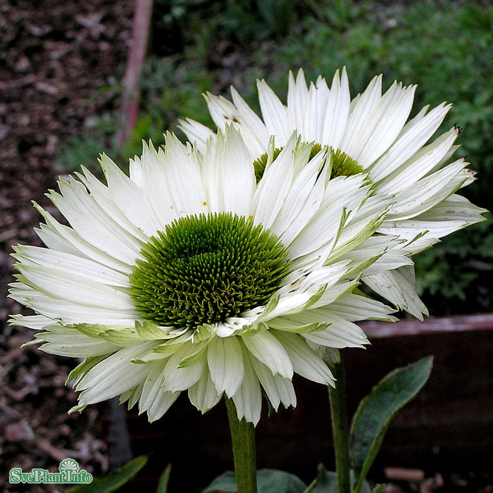 Echinacea purpurea 'Virgin' A-kval