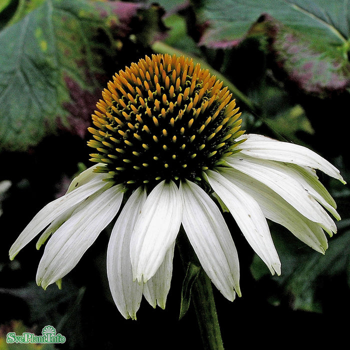 Echinacea purpurea 'White Swan' A-kval
