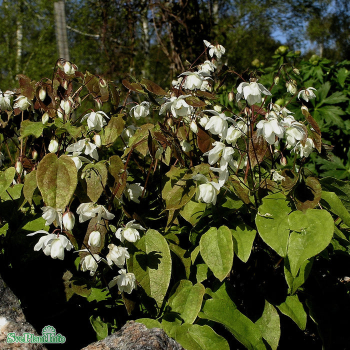 Epimedium youngianum `Niveum' A-kval