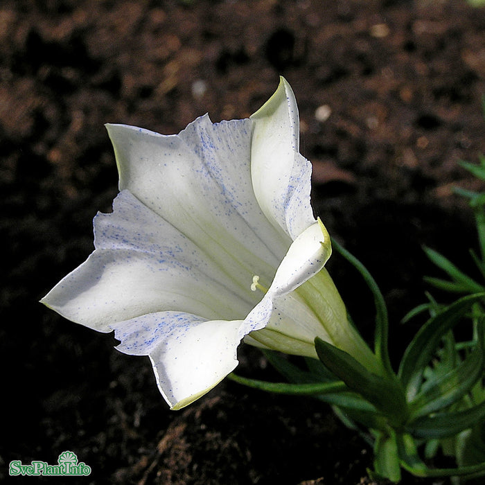 Gentiana sinoornata 'Serenity'