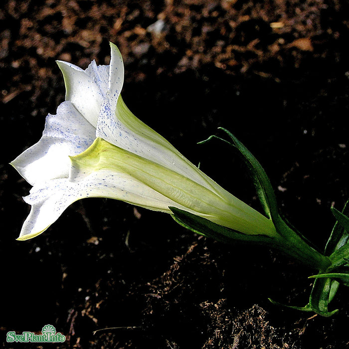 Gentiana sinoornata 'Serenity'
