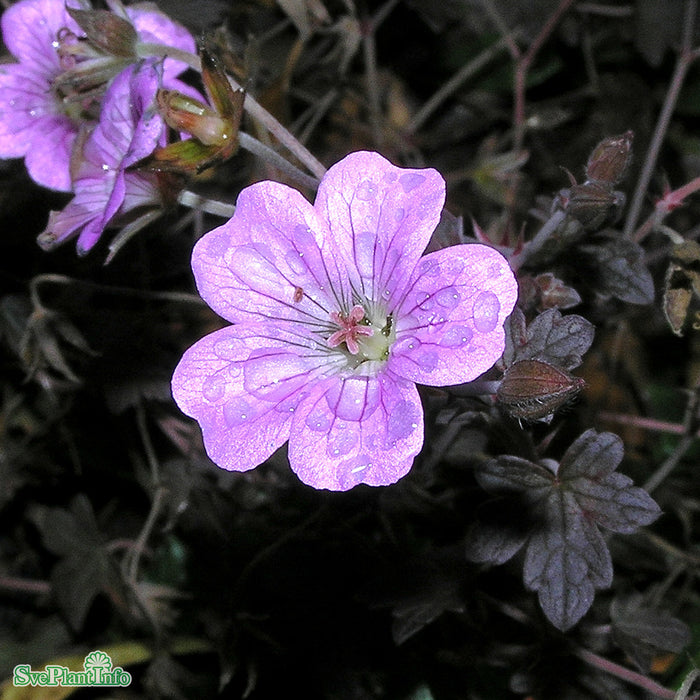 Geranium 'Dusky Crûg' A-kval