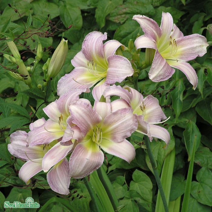 Hemerocallis 'Catherine Woodbery' A-kval