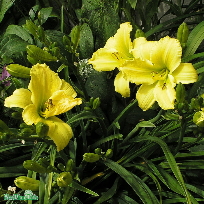 Hemerocallis 'Green Flutter' A-kval