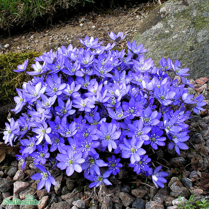 Hepatica nobilis A-kval