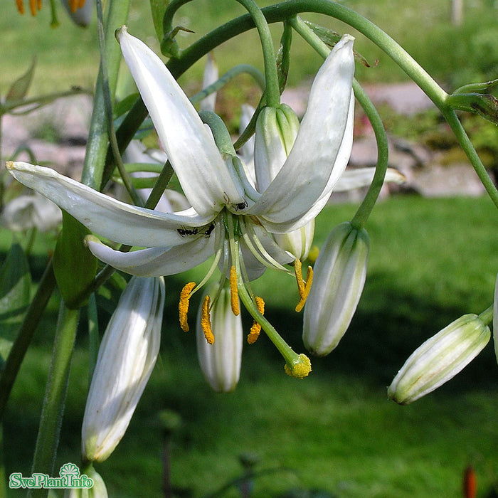 Lilium martagon var. album