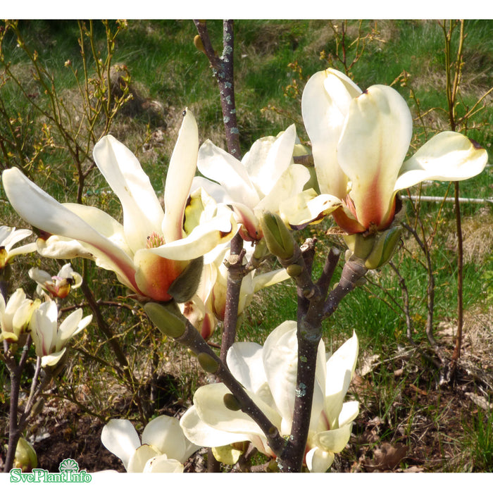 Magnolia 'Sunrise' C10 80-100cm