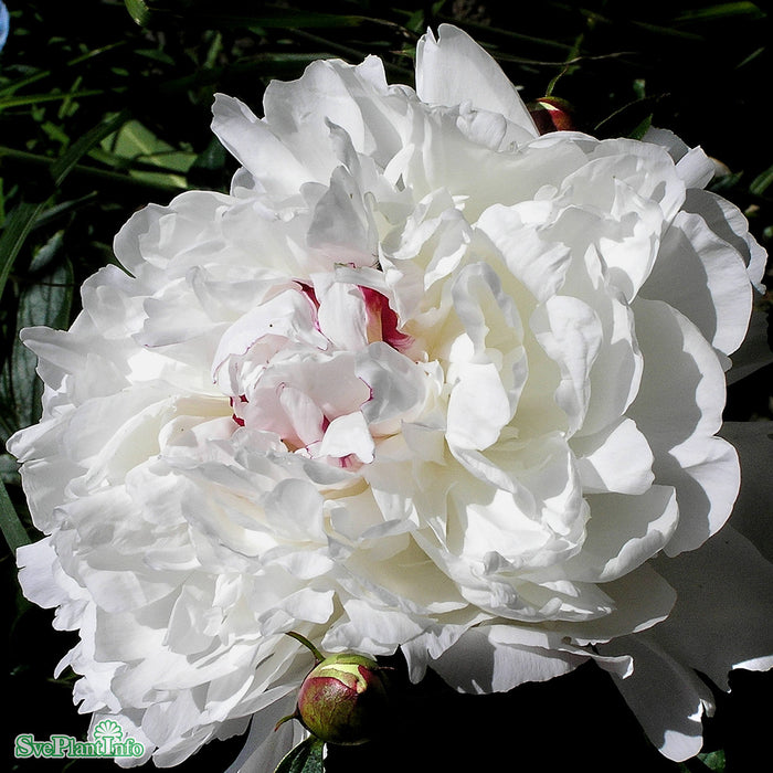 Paeonia lactiflora 'Festiva Maxima' A-kval C2