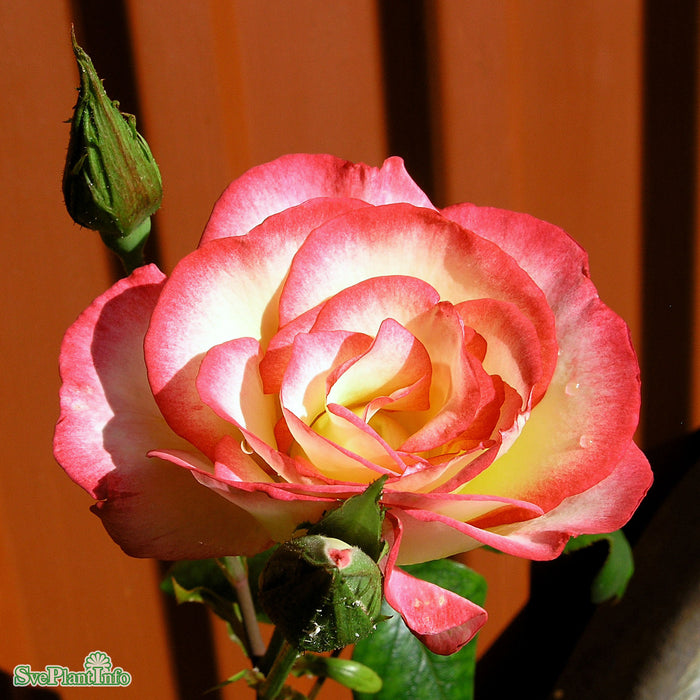Rosa 'Händel' A-Kval C4