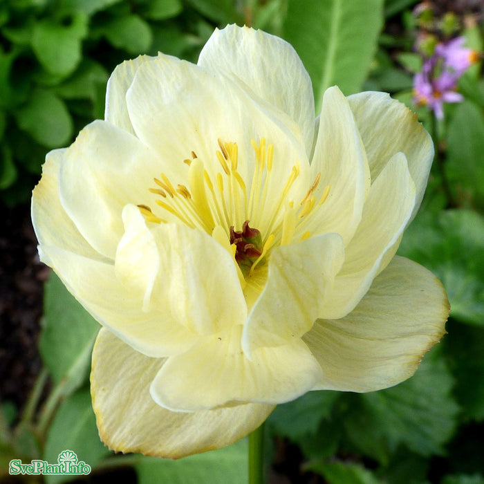 Trollius cultorum 'Alabaster' A-kval