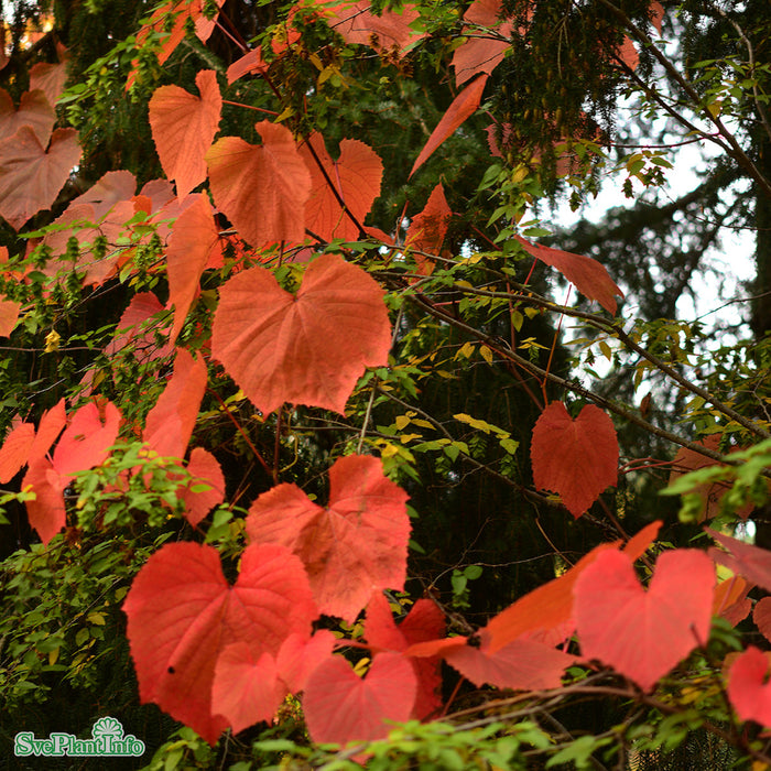 Vitis coignetiae 'Eminens' E A-kval C2