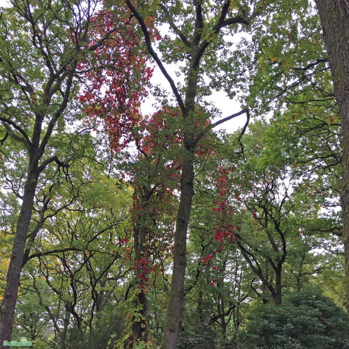 Vitis coignetiae 'Eminens' E  A-kval C2