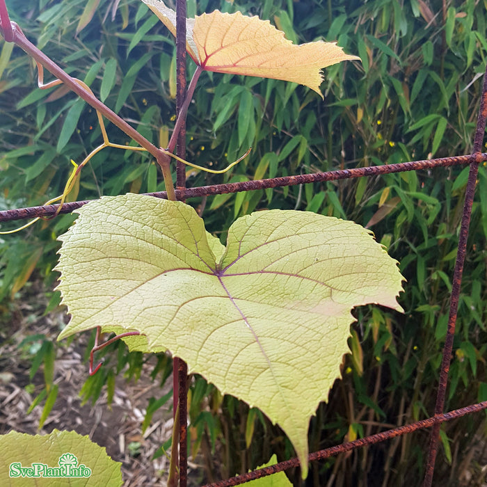 Vitis coignetiae 'Eminens' E A-Kval C2