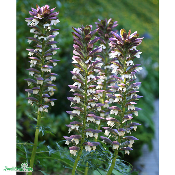 Acanthus hungaricus (balcanicus) A-kval